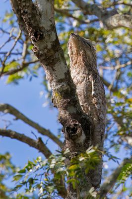 Great Potoo - Vale Reuzennachtzwaluw - Grand Ibijau