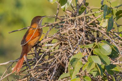 Greater Thornbird - Grote Stekelkruin - Synallaxe rouge