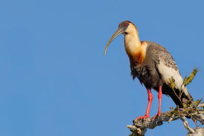 Buff-necked Ibis - Geelhalsibis - Ibis mandore