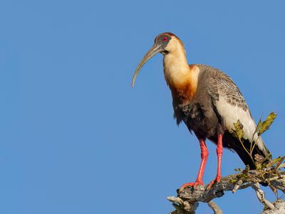 Buff-necked Ibis - Geelhalsibis - Ibis mandore