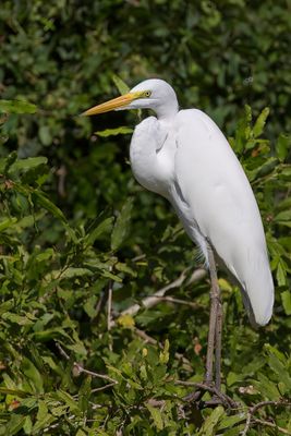 Great Egret - Grote Zilverreiger - Grande Aigrette