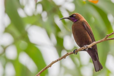 Carmelite Sunbird - Karmeliethoningzuiger - Souimanga carmlite (m)