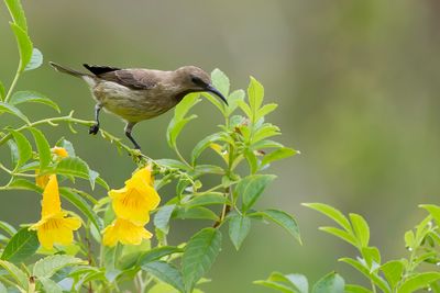 Carmelite Sunbird - Karmeliethoningzuiger - Souimanga carmlite (f)