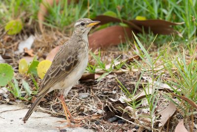 Long-legged Pipit - Langpootpieper - Pipit  longues pattes
