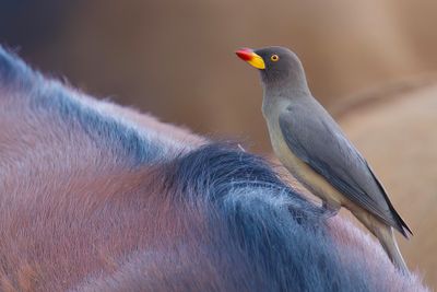 Yellow-billed Oxpecker - Geelsnavelossenpikker - Piqueboeuf  bec jaune