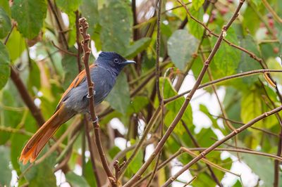 Rufous-vented Paradise Flycatcher - Gabonparadijsmonarch - Tchitrec du Congo (f)