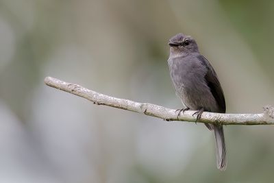 Dusky-blue Flycatcher - Dofblauwe Vliegenvanger - Gobemouche ardois