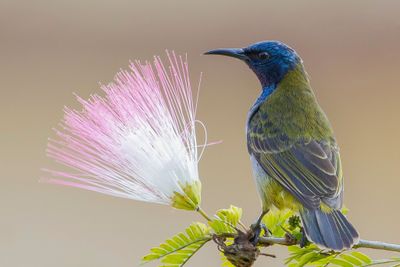 Birds of Gabon 2013