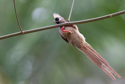 Speckled Mousebird - Bruine Muisvogel - Coliou ray