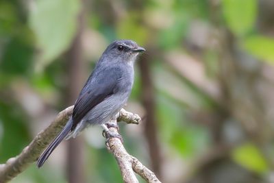 Dusky-blue Flycatcher - Dofblauwe Vliegenvanger - Gobemouche ardois