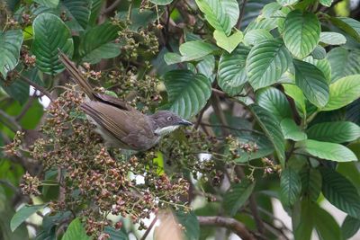 Pale-throated Greenbul - Bulbul d'Angola