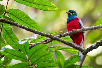 Narina Trogon - Narinatrogon - Trogon narina (m)