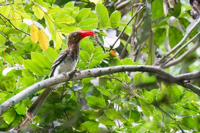 Red-billed Dwarf Hornbill - Dwergtok - Calao pygme