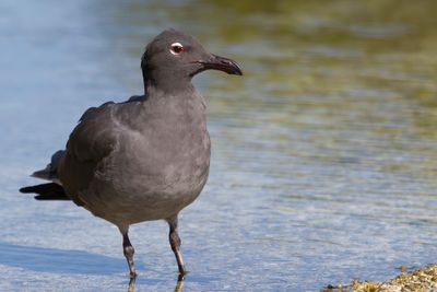 Lava Gull - Lavameeuw - Mouette obscure