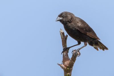 Genovesa Ground Finch - Genovesagrondvink - Géospize de Genovesa