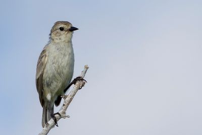 Grey Warbler Finch - Grijze Boszangervink - Géospize gris
