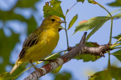 Mangrove Warbler - Mangrovezanger - Paruline des mangroves