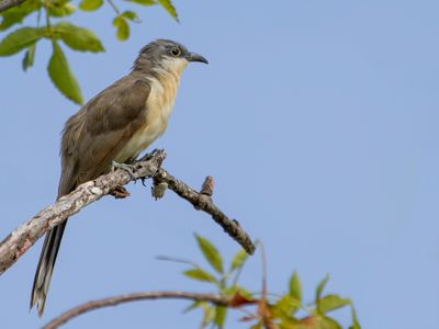 Dark-billed Cuckoo - Kleine Mangrovekoekoek - Coulicou de Vieillot