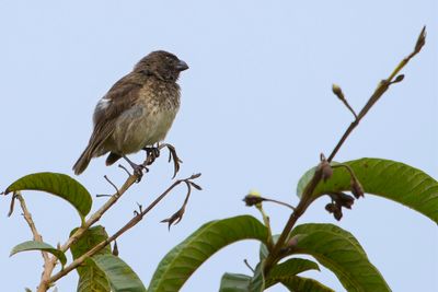 Large Tree Finch - Grote Boomvink - Géospize psittacin