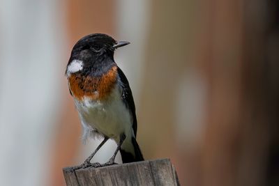 African Stonechat - Afrikaanse Roodborsttapuit - Tarier d'Afrique (m)