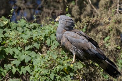 African Harrier-Hawk - Kaalkopkiekendief - Gymnogène d'Afrique