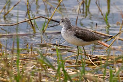 Common Greenshank - Groenpootruiter - Chevalier aboyeur