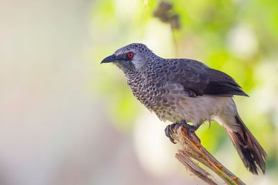 White-rumped Babbler - Noordelijke Witstuitbabbelaar - Cratrope  croupion blanc