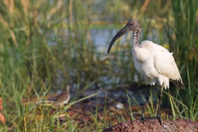 African Sacred Ibis - Heilige Ibis - Ibis sacré