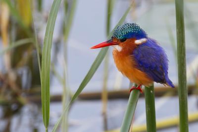 Malachite Kingfisher - Malachietijsvogel - Martin-pêcheur huppé