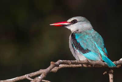Woodland Kingfisher - Senegalese Ijsvogel - Martin-chasseur du Sngal