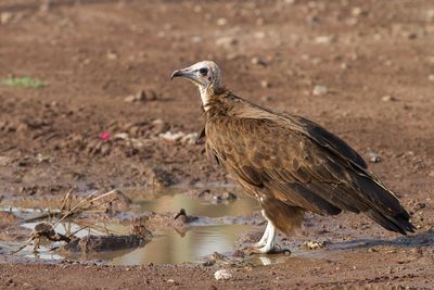 Hooded Vulture - Kapgier - Vautour charognard