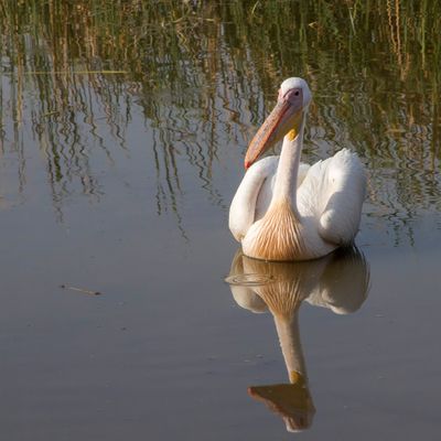 Great White Pelican - Roze Pelikaan - Pélican blanc