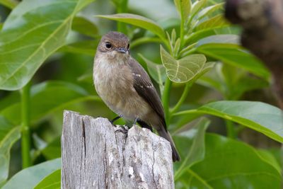 Spotted Flycatcher - Grauwe Vliegenvanger - Gobemouche gris