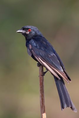 Fork-tailed Drongo - Treurdrongo - Drongo brillant