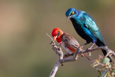 Red-headed Weaver - Scharlaken Wever - Anaplecte écarlate (m)