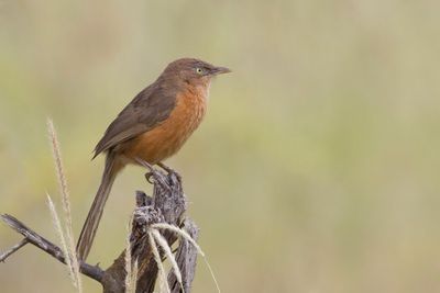 Rufous Chatterer - Rosse Babbelaar - Cratérope rubigineux