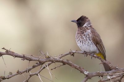 Dodson's Bulbul - Dodsons Buulbuul - Bulbul de Dodson