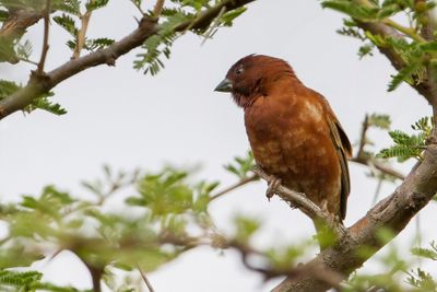 Chestnut Sparrow - Kastanjemus - Moineau d'Emin