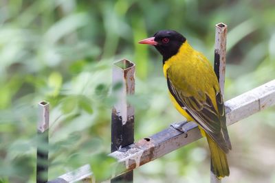 Black-headed Oriole - Maskerwielewaal - Loriot masqué
