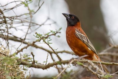 Chestnut Weaver - Kastanjewever - Tisserin roux (m)