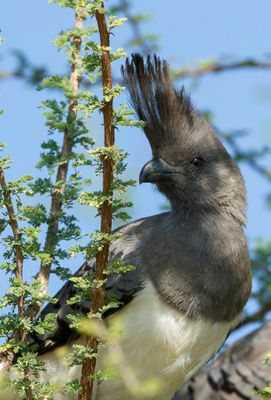 White-bellied Go-away-bird - Witbuiktoerako - Touraco  ventre blanc (m)