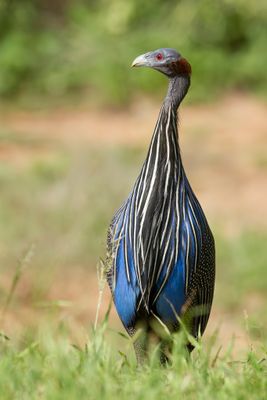 Birds of Kenya 2012