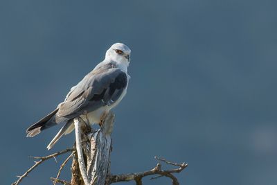 Black-shouldered Kite - Grijze Wouw - lanion blanc