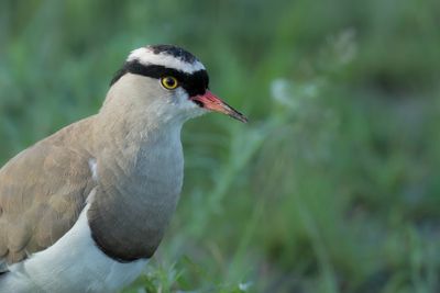 Crowned Lapwing - Diadeemkievit - Vanneau couronn