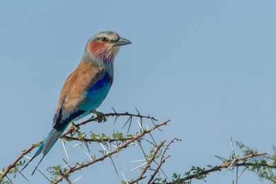 Lilac-breasted Roller - Vorkstaartscharrelaar - Rollier  longs brins