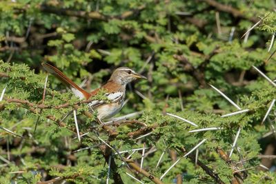 White-browed Scrub Robin - Witbrauw-waaierstaart - Agrobate  dos roux