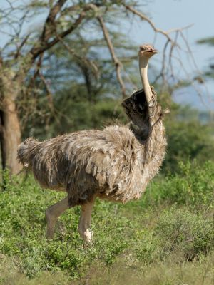 Somali Ostrich - Somalische Struisvogel - Autruche de Somalie (f)