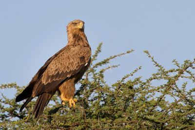 Tawny Eagle - Savannearend - Aigle ravisseur