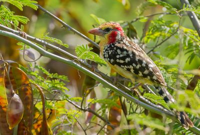 Red-and-yellow Barbet - Vuurkopbaardvogel - Barbican  tte rouge (f)