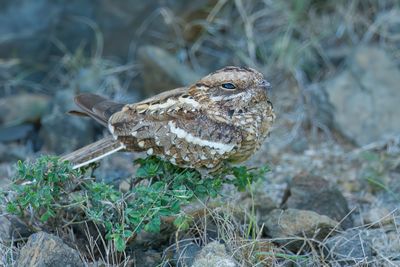 Slender-tailed Nightjar - Reichenows Nachtzwaluw - Engoulevent de Reichenow